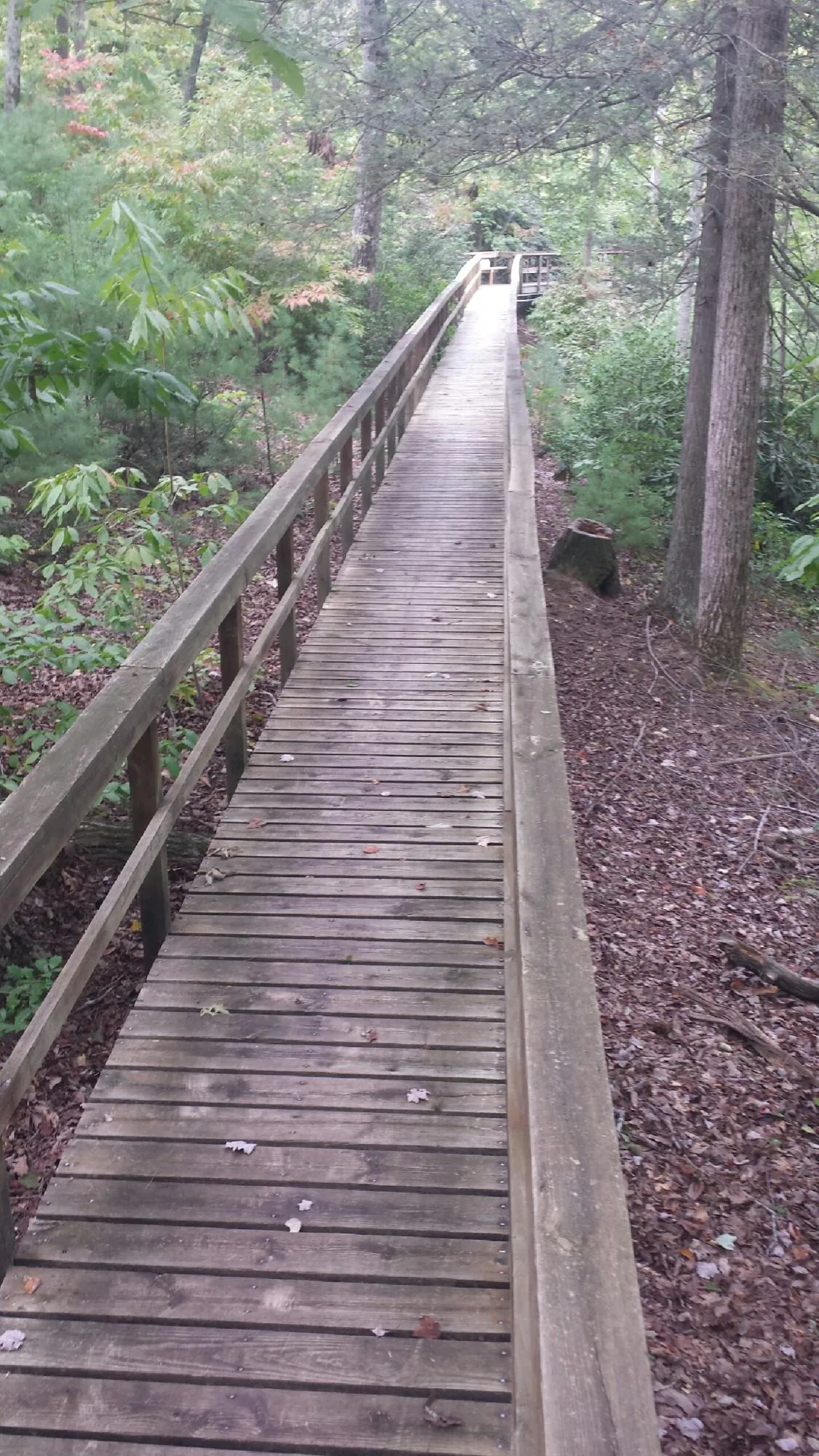 Long wood walkway with handrails built through the woods in Mays